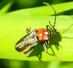 Cantharis reichei