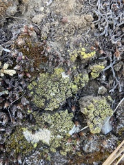 Acarospora schleicheri