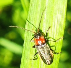 Cantharis reichei