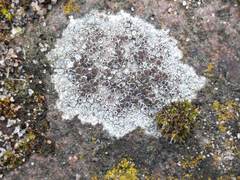 Lecanora campestris