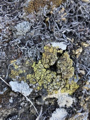 Acarospora schleicheri