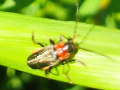 Cantharis reichei