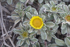 Asteriscus aquaticus