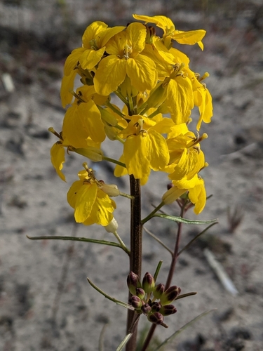 Santa Cruz wallflower Erysimum teretifolium iNaturalist United