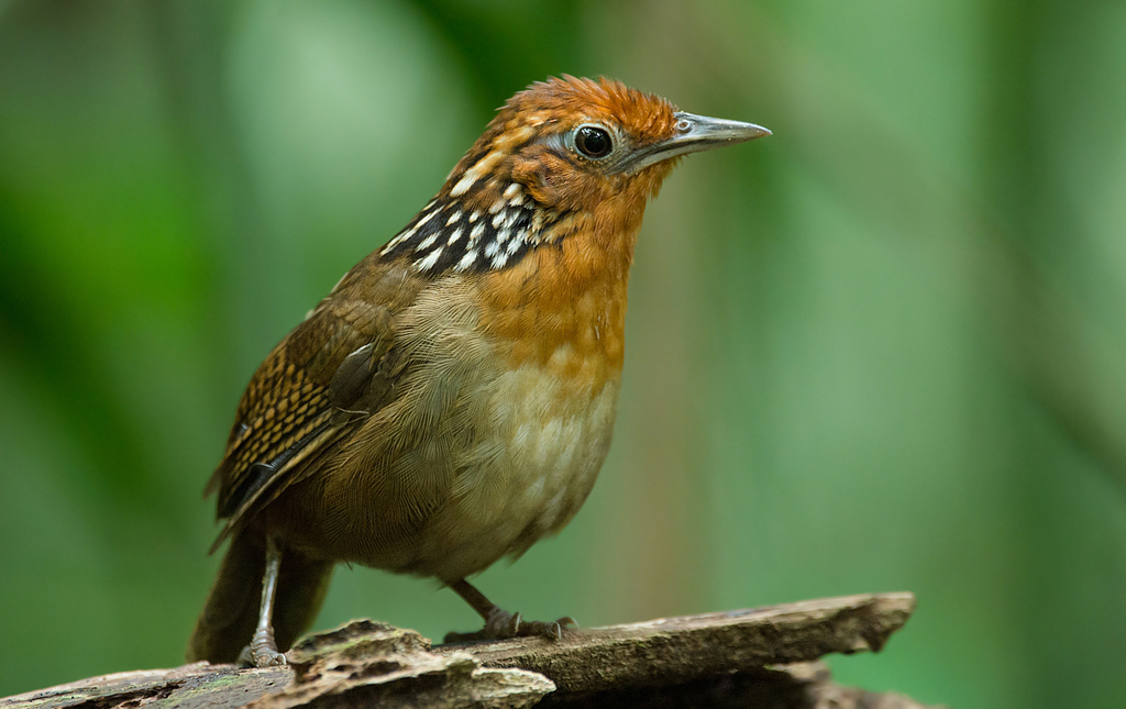 Song Wrens