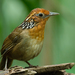 Song Wrens - Photo (c) Luciano Bernardes, some rights reserved (CC BY-NC), uploaded by Luciano Bernardes