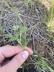 Ammoselinum