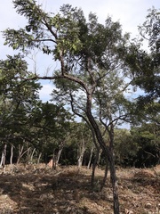 Dalbergia miscolobium