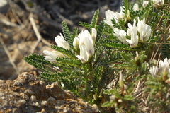 Astragalus tragacantha