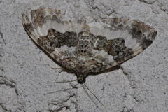 Epirrhoe rivata