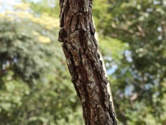 Dalbergia miscolobium
