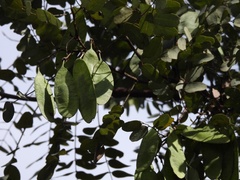 Dalbergia miscolobium