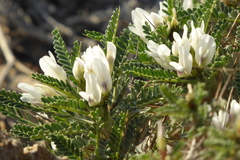 Astragalus tragacantha