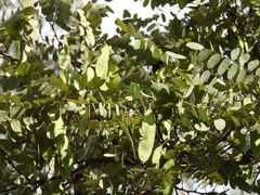 Dalbergia miscolobium