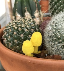 Leucocoprinus birnbaumii image