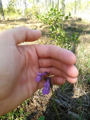 Lobelia glandulosa image