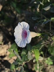 Ipomoea amnicola