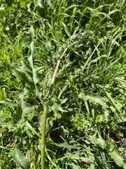 Rumex confertus