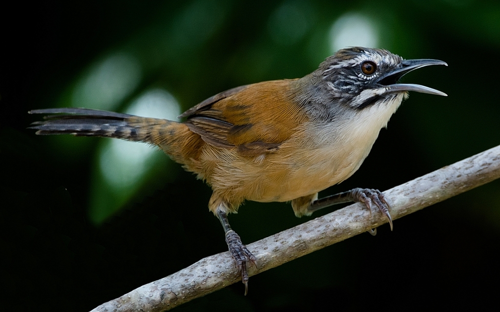 Moustached Wren