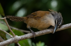Pheugopedius genibarbis