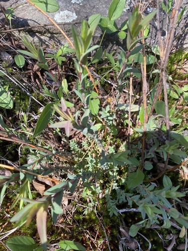 Brushy mountain St. johnswort (Hypericum radfordiorum)