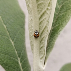 Adalia angulifera