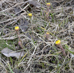 Tussilago farfara