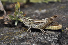 Omocestus petraeus