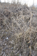 Cynoglossum officinale