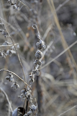 Cynoglossum officinale