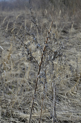 Artemisia vulgaris