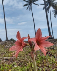 Hippeastrum stylosum