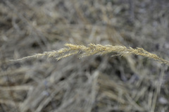 Calamagrostis epigejos