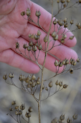 Scrophularia nodosa