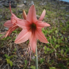Hippeastrum stylosum