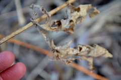 Scrophularia nodosa