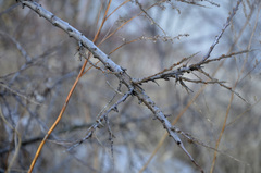 Hippophae rhamnoides