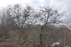 Hippophae rhamnoides