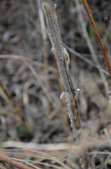 Verbascum thapsus