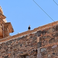 Caracara plancus