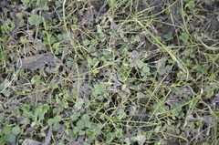 Trifolium repens