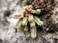 Sedum dasyphyllum