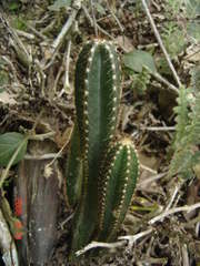Cereus