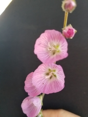 Sidalcea sparsifolia