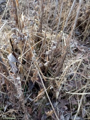 Cynoglossum officinale