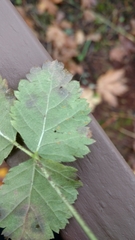 Phragmidium violaceum