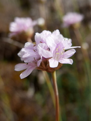 Armeria arenaria