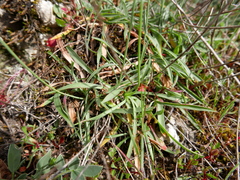 Armeria arenaria