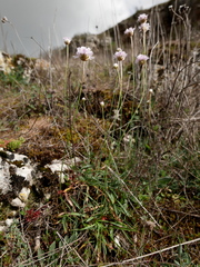 Armeria arenaria