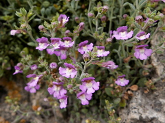 Chaenorhinum origanifolium segoviense